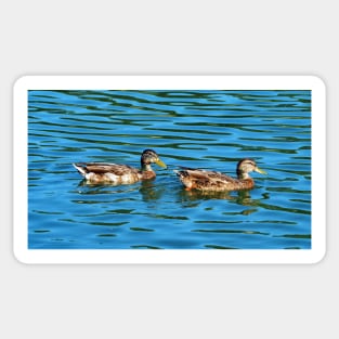 Two Ducks Swimming In The Water Sticker